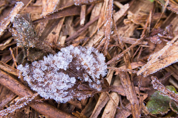 frost on the leaves