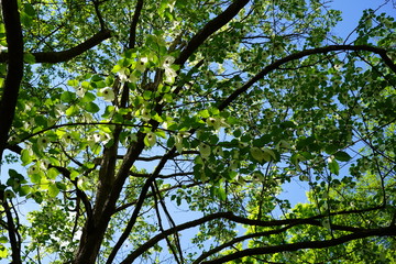 Blühender Taschentuchbaum im Sonnenlicht