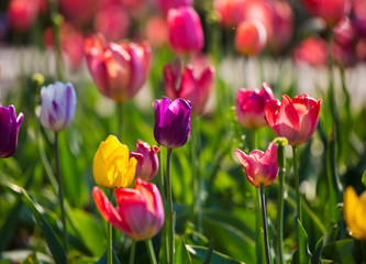 Tulip fields with many blooming flowers