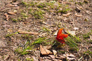 red maple leaf on floor