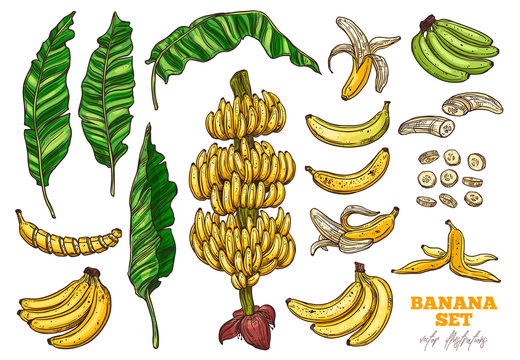 Bananas tree and tropical fruit vector set. Palms foliage and leaves. Sketch hand drawn collection