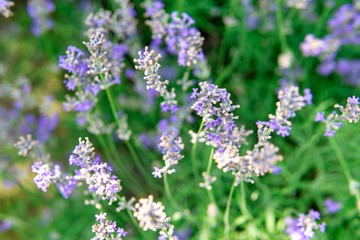 Blooming lavender in a field close-up, in the summer in the rays of the sun at sunset. Selective focus.