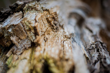 Close up on a broken tree trunk wood shrapnels.Macro texture of broken wood fiber.A Wooden background textured horisontal pattern in brown colors - broken tree
