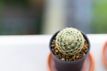 Mammillaria schiedeana cactus with soft focus