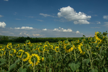 Golden fields of sunflowers. Landscape whit sunflowers and blue sky.
