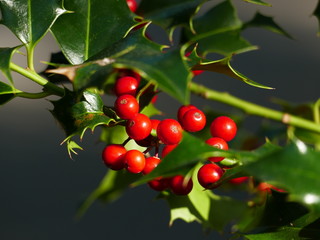 Ilex Blätter und Beeren