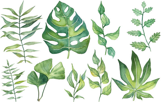 Collection of hand drawn watercolor tropical leaves