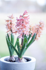 Spring hyacinth in pastel peach color