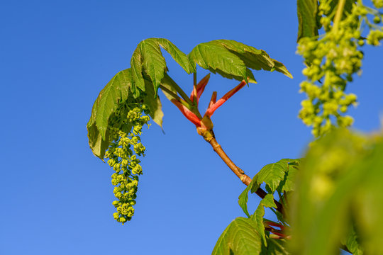 Bergahorn Bl&uuml;ten vor blauem Himmel, bl&uuml;hender Ahorn vor strahlend blauem Himmel