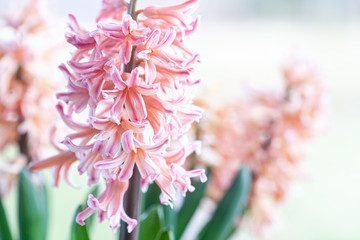 Spring hyacinth in pastel peach color