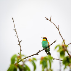 Bee-eater bird on a branch sitting