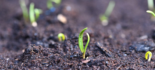 Spinach baby leaves fresh new young plant growing your own herbs - vegetable plants for vitamins...