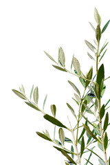 rameau d’olivier sur fond blanc 