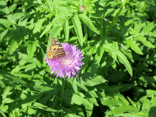      butterfly on a flower in the summer