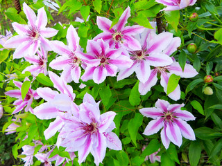 Naklejka premium the flower of the lily was beautifully blossoming in the summer 