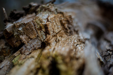 wood pattern of a broken tree. tree eaten by bark beetle