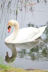 swan