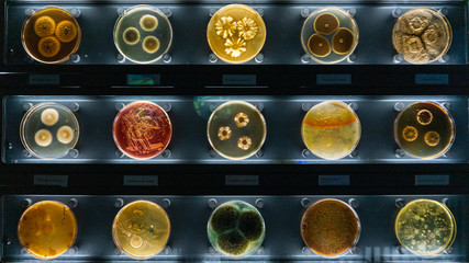 petri dishes