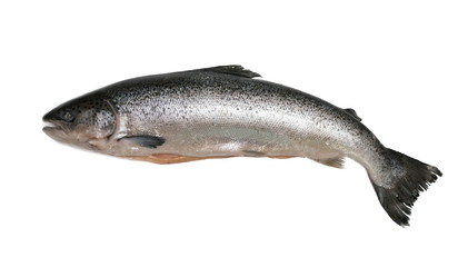 Raw salmon on a white isolated background