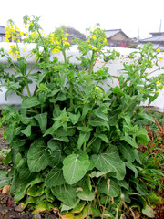 Rape blossoms blooming on the edge of the road.