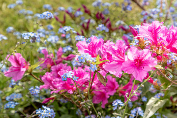 Forget-me-not in rhododendrons
