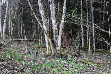 Many overturned trees in nature conservation area