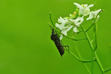 Nahaufnahme einer schwarzen Märzfliege isoliert vor grünem Hintergrund an einer Pflanze mit weißen Blüten, Bibio marci 