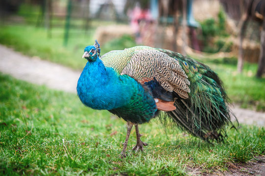 Beautiful, bright peacock, with a chic tail of feathers walking in the garden, with a large tail