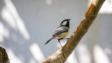 Kohlmeise sitzt auf einem Ast