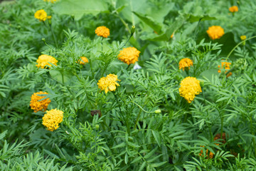 marigold flowers in garden