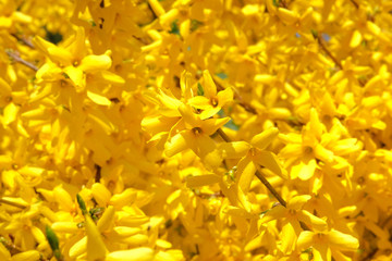 Yellow gentle flowers is growing in city park in spring. Forsythia europaea is blooming in garden, close up. Landscaping and decoration in springtime season.