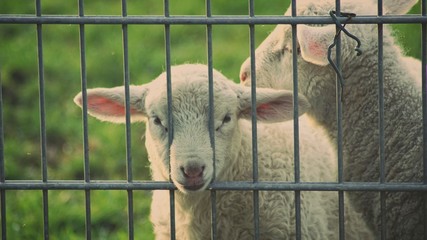 Qarant&auml;ne - Schaf - "ein trauriger Blick durch die Gitterst&auml;be meines Gef&auml;ngnisses"