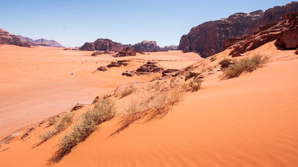 Fototapeta na wymiar dry spines on the dunes in red desert with rocks Wadi Rum in Jordan during the day in the hot sun
