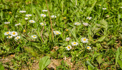 Chamomile flowers among the leaves of clover and butter 