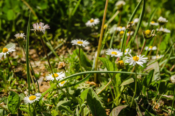 Chamomile flowers among the leaves of clover and butter 