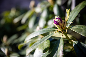 Rhododendron