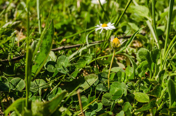 Chamomile flowers among the leaves of clover and butter 