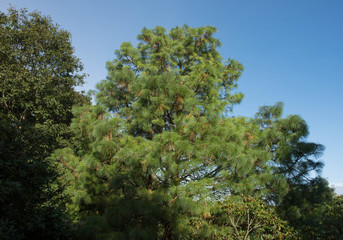 Green Foliage and Cones of an Evergreen Coniferous Montezuma Pine Tree (Pinus montezumae) Growing in a Garden in Rural Devon, England, UK