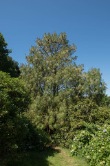 Green Foliage and Cones of an Evergreen Coniferous Montezuma Pine Tree (Pinus montezumae) Growing in a Garden in Rural Devon, England, UK