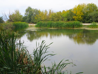 green lake with willow reeds