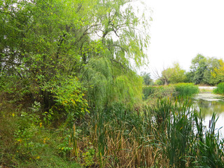 green lake with willow reeds