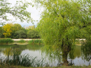 green lake with willow reeds