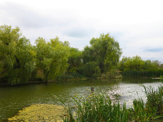 green lake with willow reeds