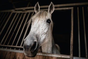 Fototapeta premium Biały koń w stajni