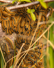 Lackey Moths grouped together on a tree.