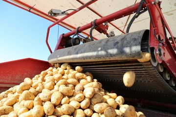 Landwirtschaftliches Kartoffeln Roden