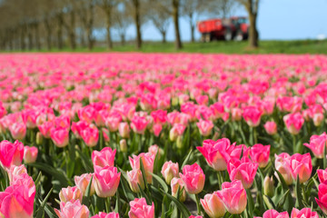 Fototapeta premium Fields full of Dutch tulips