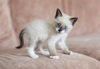 Fototapeta premium Kitten is on the sofa