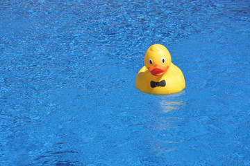 Yellow Duck in a swimming pool