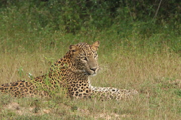 Fototapeta na wymiar Leopard resting on ground